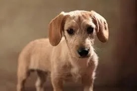 Imagen 6 de 9 de Alojamiento Individual Para Perros Pequeños En Casa Familia