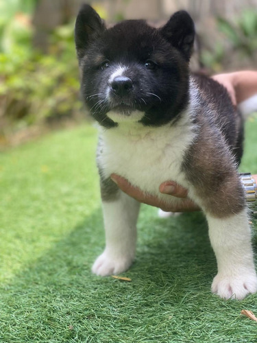 Perros Akita Americano Hermosos Cachorros En Venta Bogotá