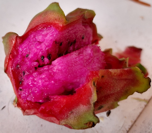 Imagen 2 de 3 de 1 Planta O Esqueje De Pitahaya, Pulpa Fiusha De 60 Cm