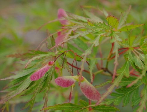 Semillas Acer Palmatum Dissectum Seiryu Cosecha Ultim Tempor