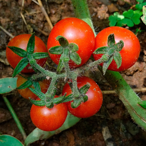 Semillas Orgánicas Tomate Cherry, Rojo Gigante