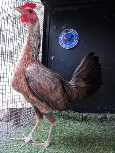 Imagen 2 de 3 de Gallina Madrilla Linea Puertorriqueña N. Cruz Galpon Raggio