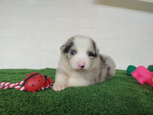 Filhote Macho De Border Collie