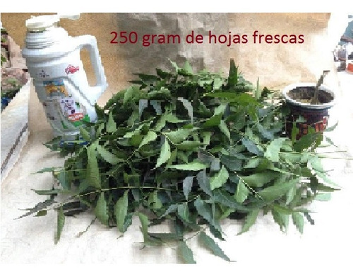 Neem (hojas Verdes (250 Gram)) Árbol Milenario Dela India