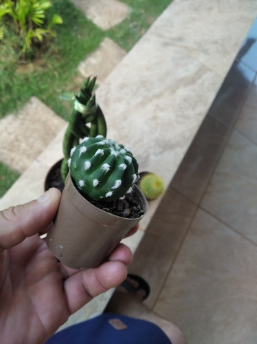 Trio De Uma Lança Trançada E Dois Cactos