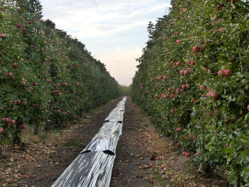 Campo Frutícola En Venta En Linares