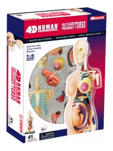 Anatomia Do Torso Gravidez - Grávida Corpo Humano