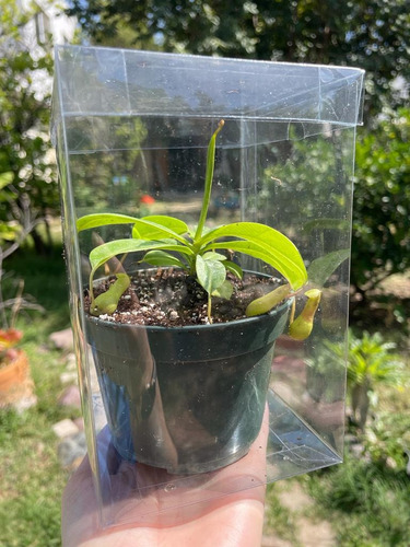 Nepenthes Ventricosa O Ampullaria Green - Vitroplant