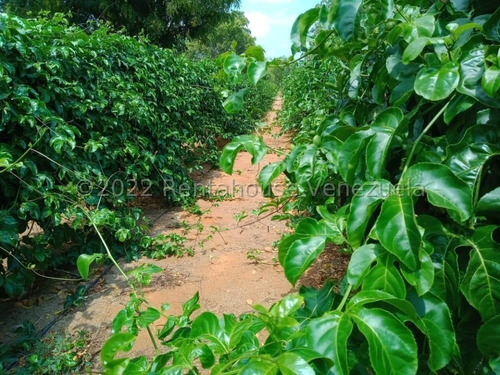 Imagen 4 de 30 de Jose Lopez Ofrece Finca ( Granja Avícola / Agrícola ) En Venta Vía A Duaca Caserio Guayabal Cordero Lara, Venezuela ,j G L Rent - A - House Telf. 0414-5533925 Cod # 22-16836 $ 15000