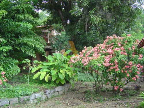Imagem 9 de 10 de Sítio À Venda Na Estrada Do Pontal - Recreio Dos Bandeirantes - Sqa0073l - 31971642