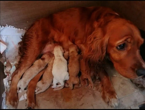 Imagen 2 de 9 de Cachorros Cocker Spaniel