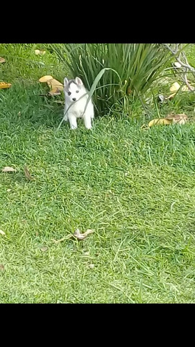 Husky Siberiano 