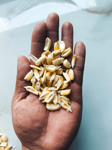 100 Semillas De Maiz Arrocillo Nativo Criollo Para Siembra