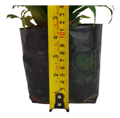 Dracaena Compacta #1