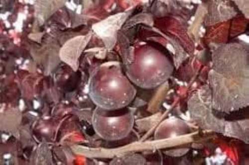 Ciruela Genovesa Arbol Grande 2,8m - E,gratis. Rosa