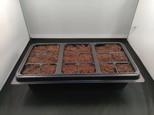 20 Semillas De Pino De Costa + Kit De Germinación Especial
