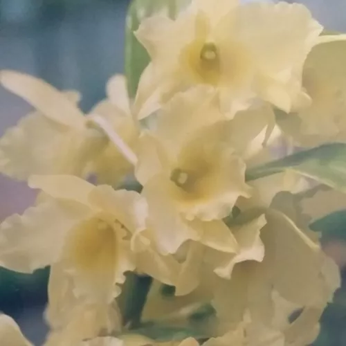 Mais Orquídeas | Dendrobium