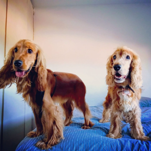 Guardería Canina Zona Oeste (ramos Mejía)