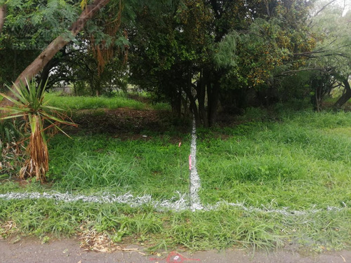 Imagen 3 de 11 de Terreno - Palo Blanco