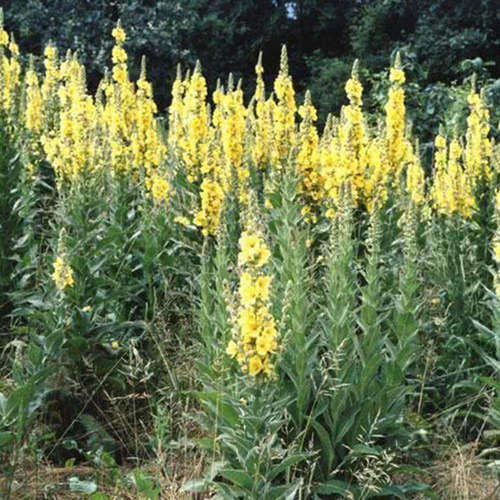 Chá De Verbasco - Verbascum Thapsus - 50g