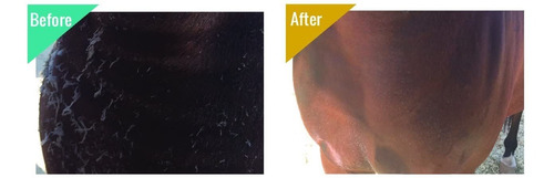 Big Mare Equine Body Wash : Clinically Proven Effective For