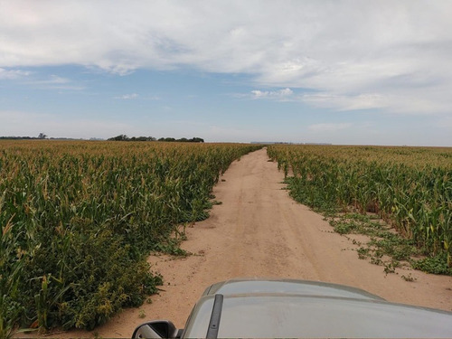 Imagen 10 de 10 de 122 Hectáreas Agrícolas Rincón - Rio Segundo