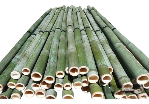 5 Varas De Bambú Natural Grueso 150 Cm Largo / 8 Cm Grosor