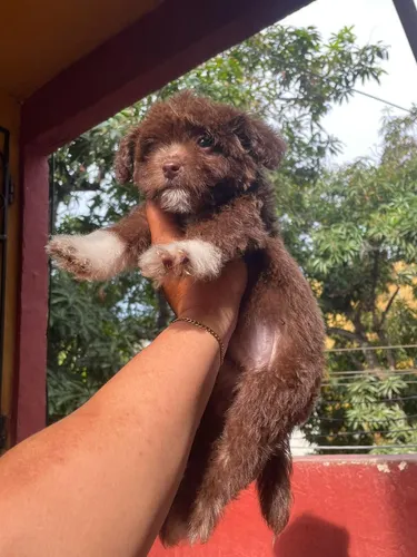 French poodle chocolate online
