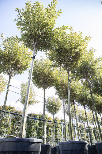 Árbol De Siempre Verde Ligustrum Variegada Vereda Deco