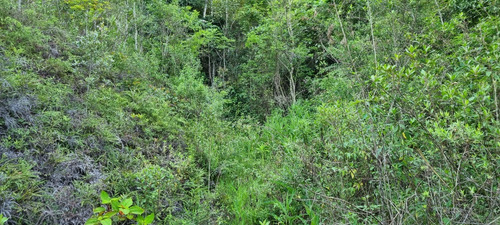 Terreno Paineiras, Lumiar , Nova Friburgo