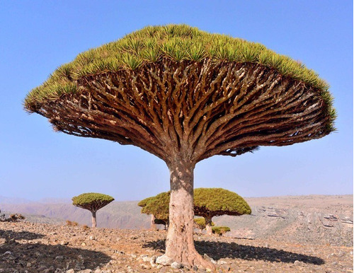 Semillas De Árbol Dracaena Draco O Árbol Sangre De Dragón