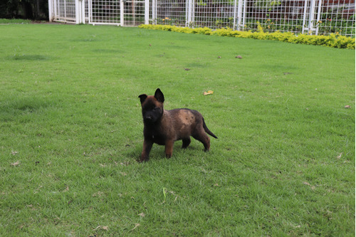 Pastor Belga Malinois (cachorros Disponibles)