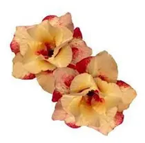 Comprar 5 Mudas Rosa Do Deserto Dobrads E Triplas