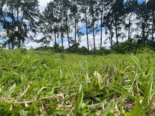Imagem 10 de 24 de M01- Oportunidade De Ter Sua Casa No Campo