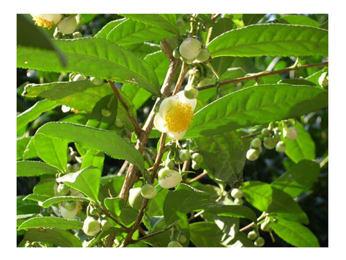 10 Semillas De Camellia Sinensis  - Arbol Del Te Codigo 319
