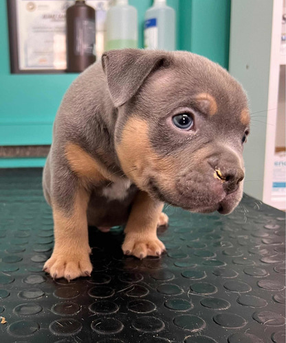 American Bully Cachorros Registro Abkc Al Día