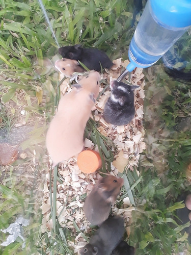 Imagen 6 de 6 de Hamster
