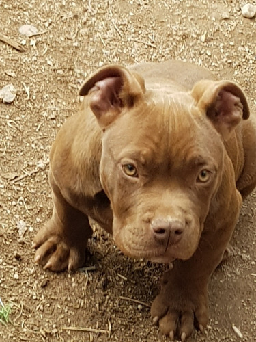 Imagen 2 de 5 de Vendo Cachorros Am Bully Exelentes !!
