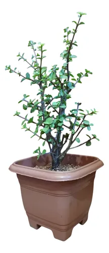 comprar Planta Árbol De La Abundancia O Portulacaria Afra