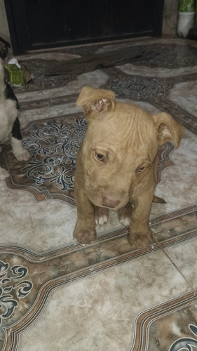 Cachorros