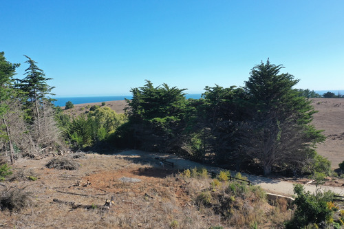 Mar Y Bosque Sobre Punta De Lobos