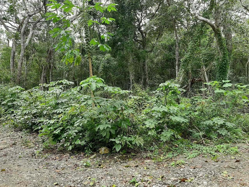 Imagen 7 de 9 de Terreno En Francisco Hu May