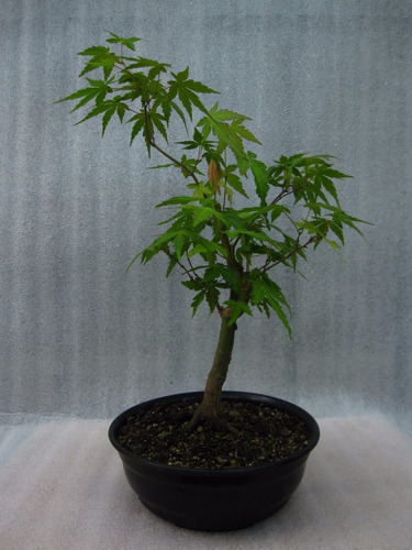 Bonsai Acer Palmatum  Matsumurae  - 100% Japanese