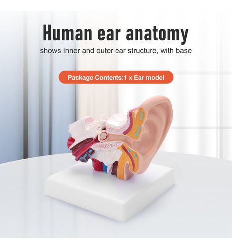 Modelo De Anatomía Del Oído Humano De 1,5 Veces Cristalino Q