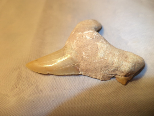 Auténtico Y Antiquísimo Diente De Tiburón Petrificado (Usado)