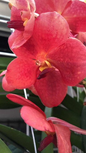 Imagen 5 de 10 de Orquídeas Vanda, Flor Muy Grande , Colores Exóticos A $1,200