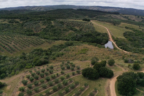 Imagen 26 de 30 de Campo Ovicola En Garzon - 212 Hectareas