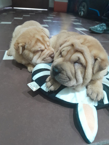 Cachorros Sharpei