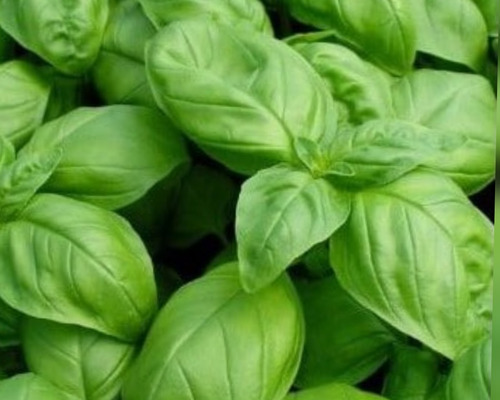 1.000 Sementes De Manjericão Gemini Italiano Aromático.