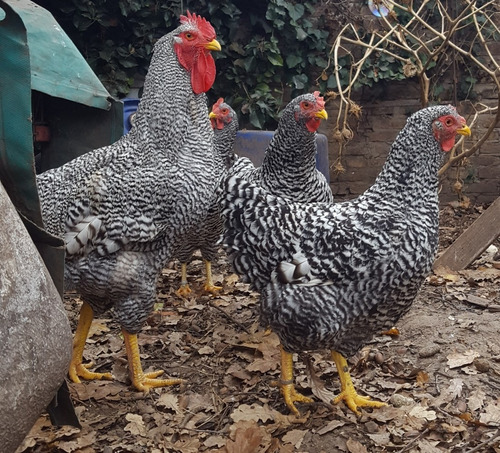 3 Gallinas Y 1 Gallo Plymouth Rock Barrada Anillados Puros